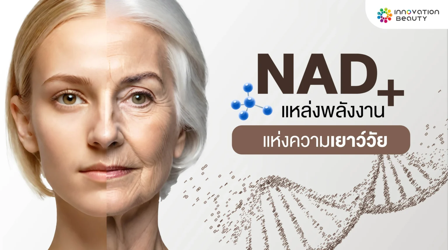 บทความ NAD plus แหล่งพลังงาน แห่งความเยาว์วัย