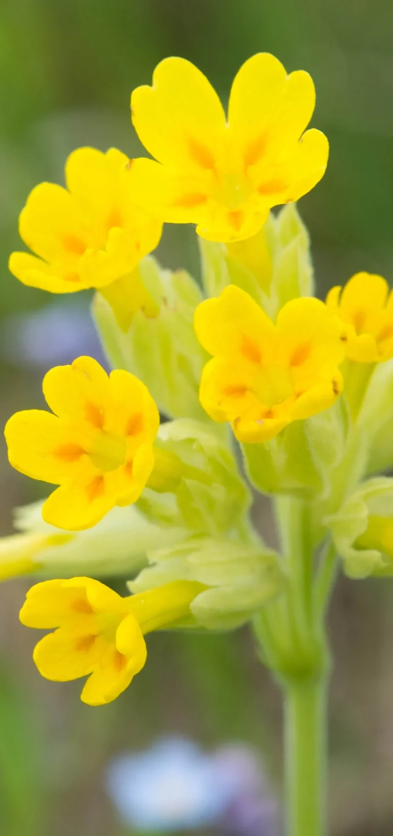 all_สารสกัด web-11_0_INNO_IMG