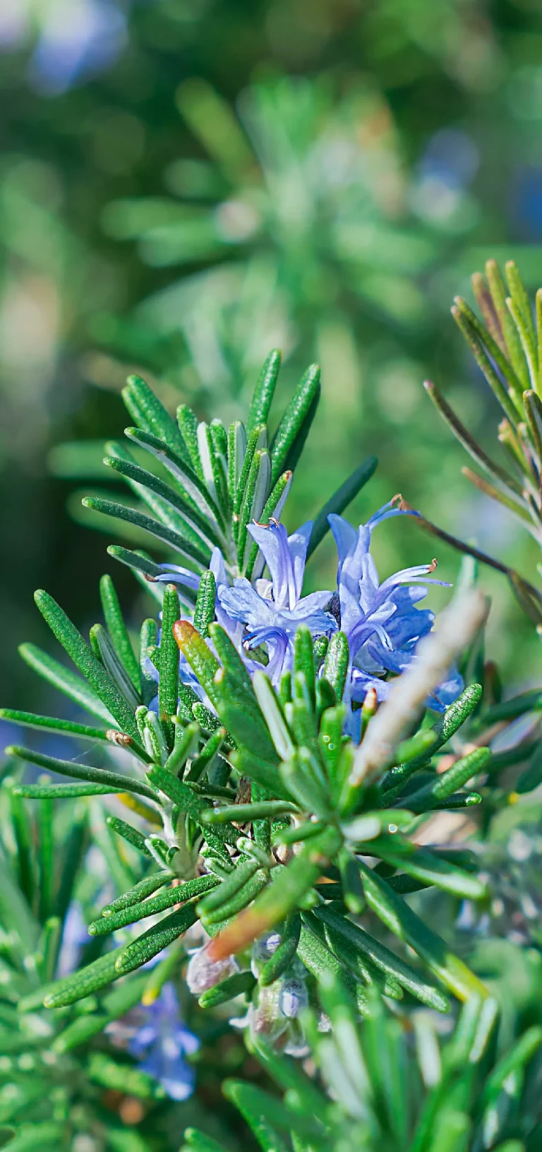 all_สารสกัด web-31_0_INNO_IMG