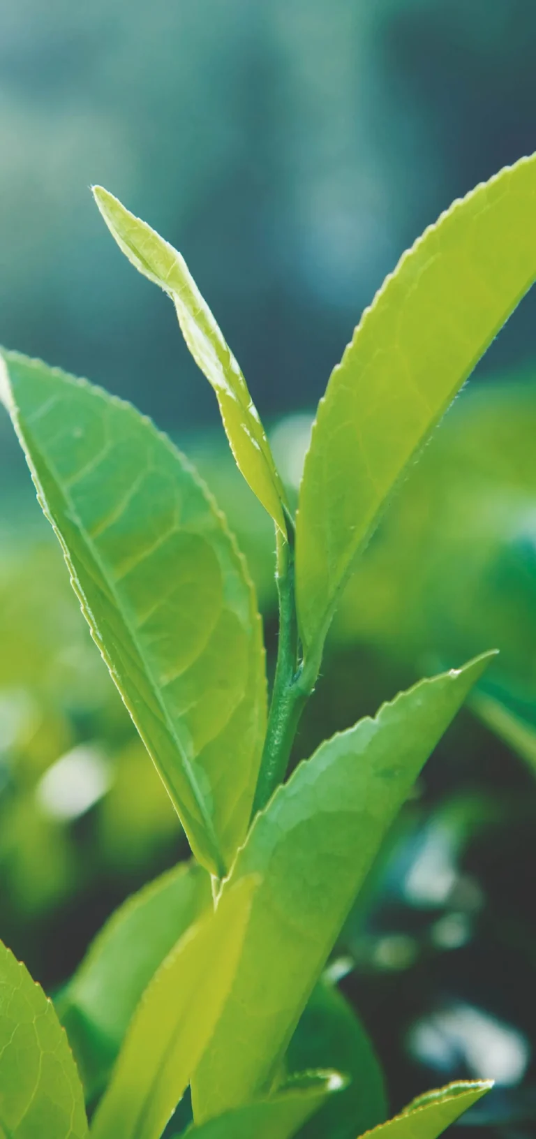 all_สารสกัด web-32_0_INNO_IMG