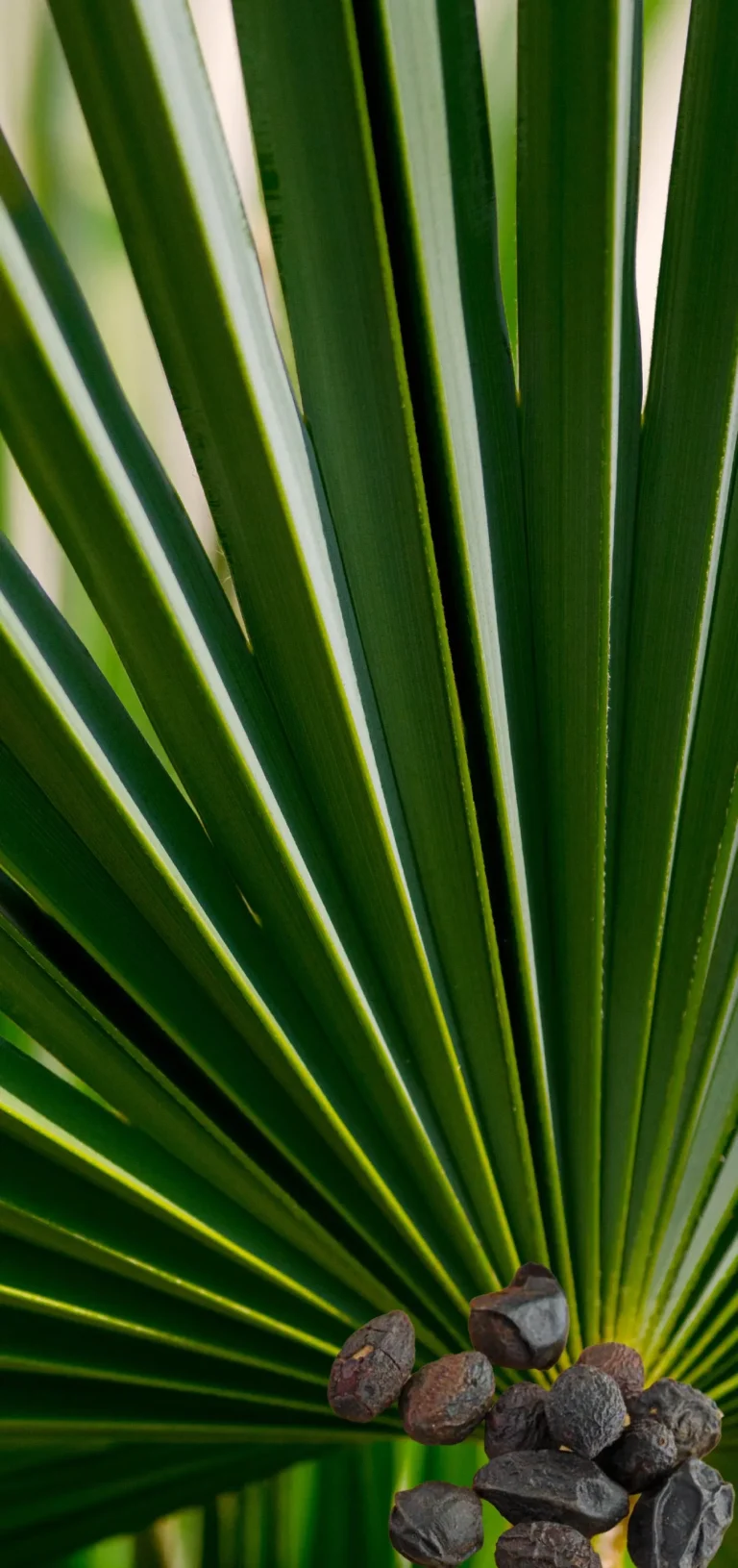 all_สารสกัด web-33_0_INNO_IMG