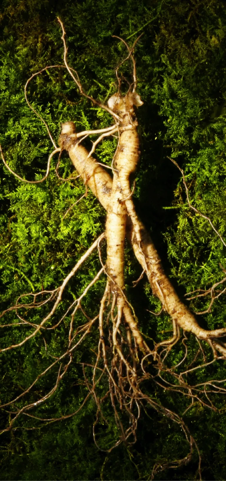 all_สารสกัด web-34_0_INNO_IMG