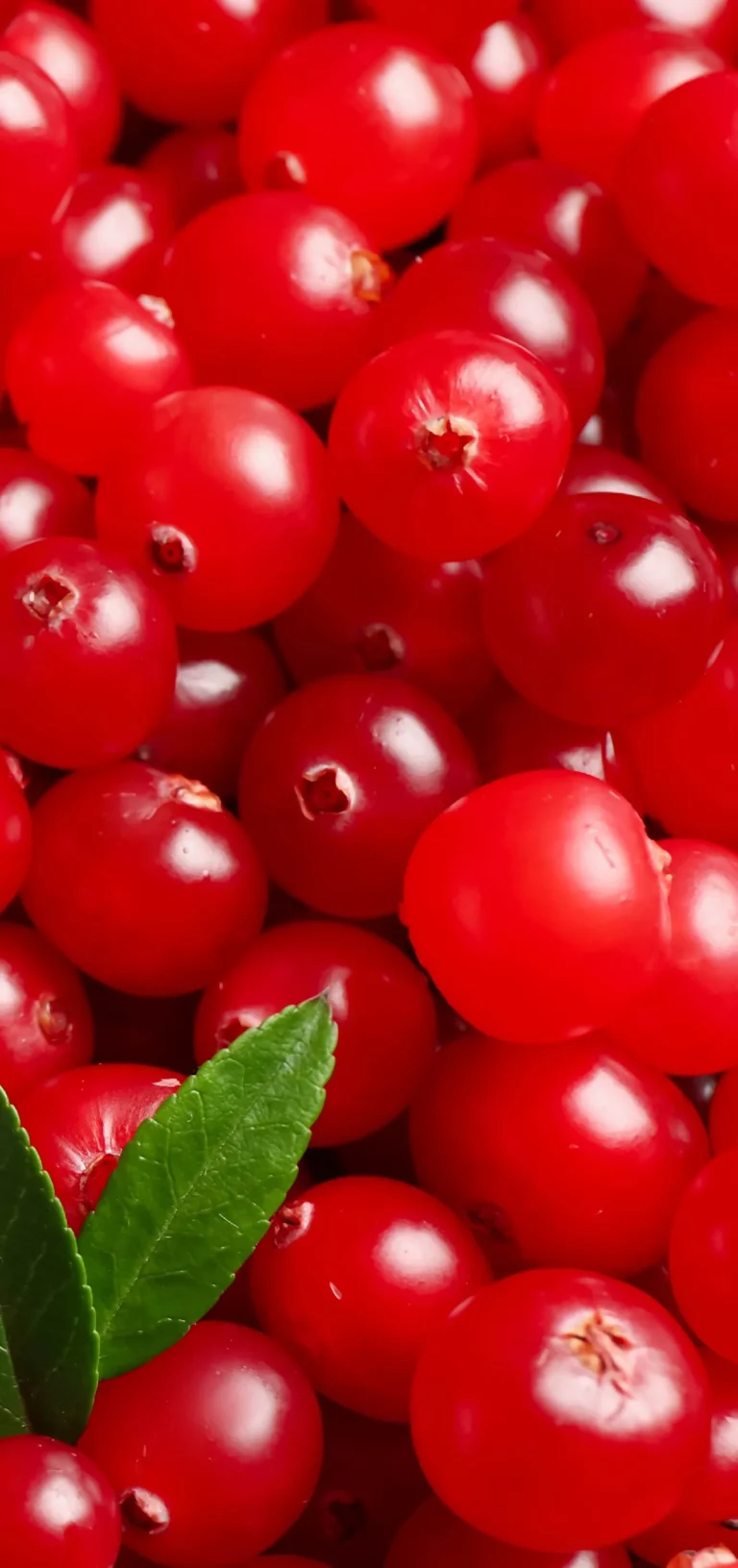 all_สารสกัด web-64_0_INNO_IMG