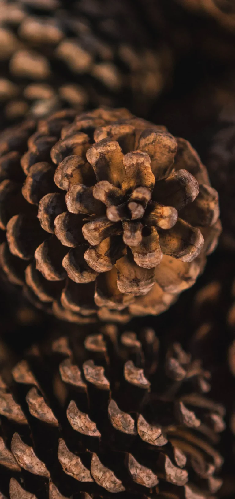 all_สารสกัด web-65_0_INNO_IMG