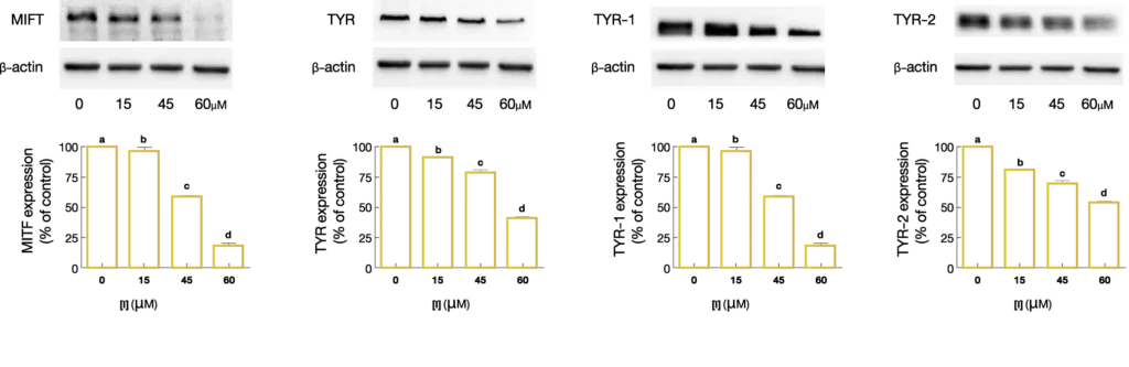 re_img_glitter_premium_3_INNO_IMG