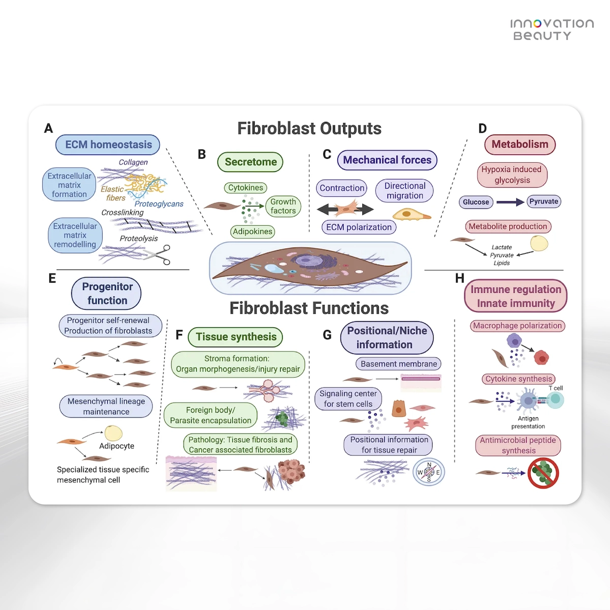 หน้าที่ของ Fibroblast