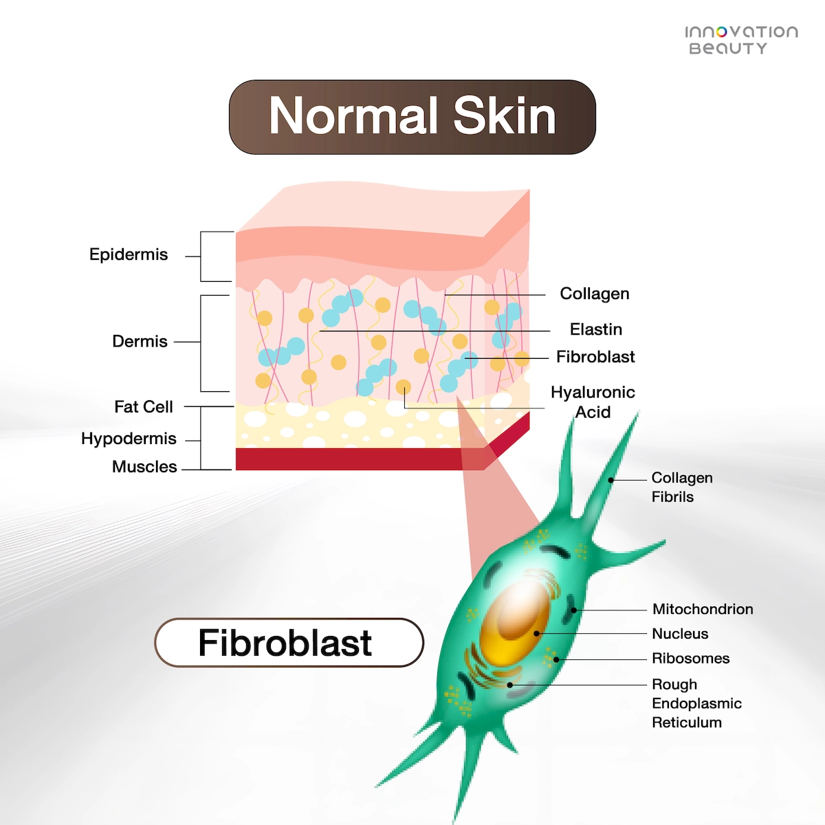 ความสำคัญของการเจริญเติบโตของ Fibroblast ที่ส่งผลต่อผิวพรรณ