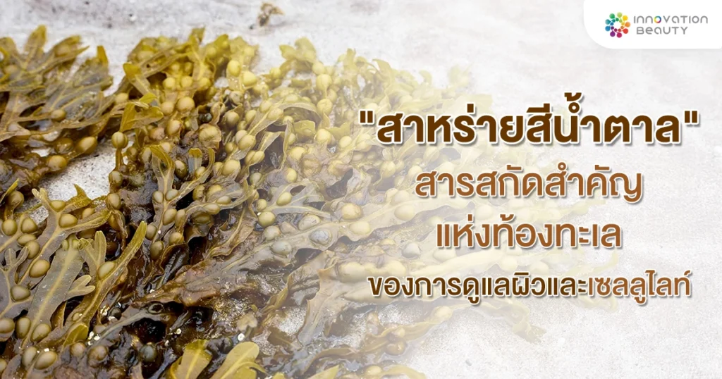 "สาหร่ายสีน้ำตาล" สารสกัดสำคัญแห่งท้องทะเล แห่งการดูแลผิวและสลายเซลลูไลท์ ?