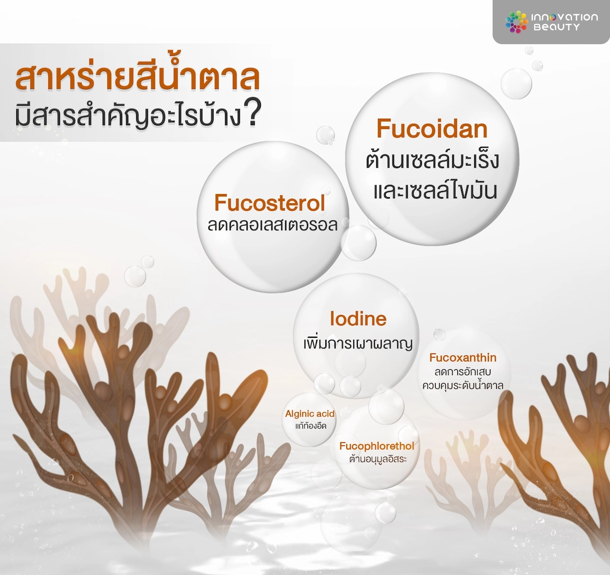 คุณประโยชนจากสารสกัดสาหร่ายสีน้ำตาล