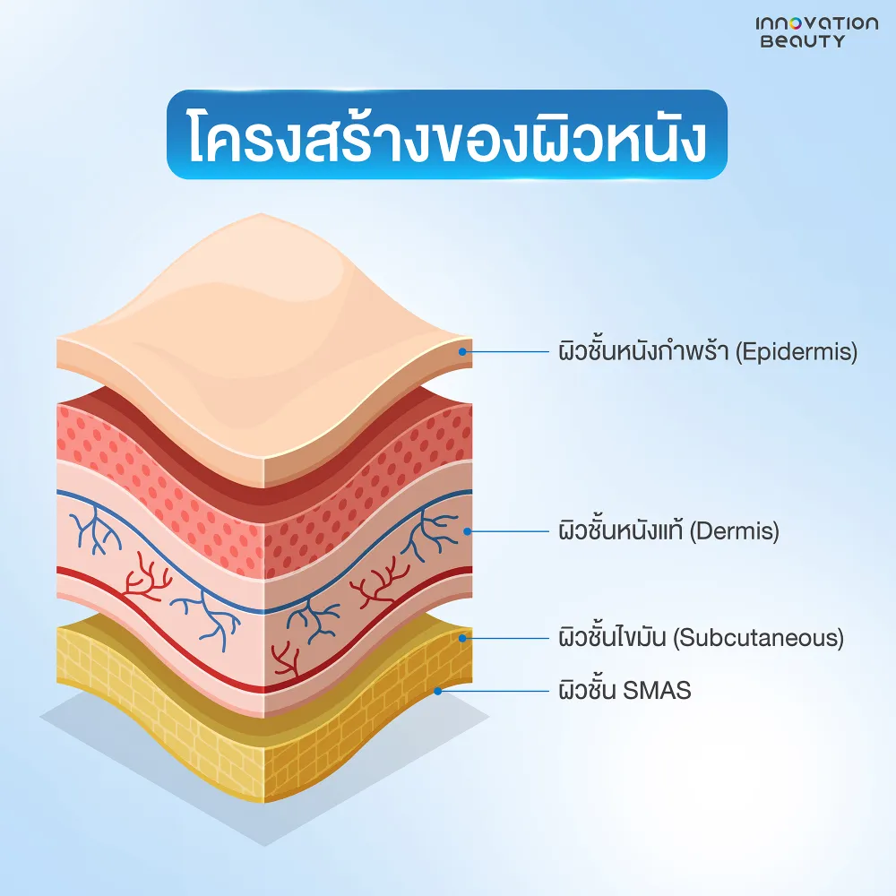 โครงสร้างชั้นผิวหนัง