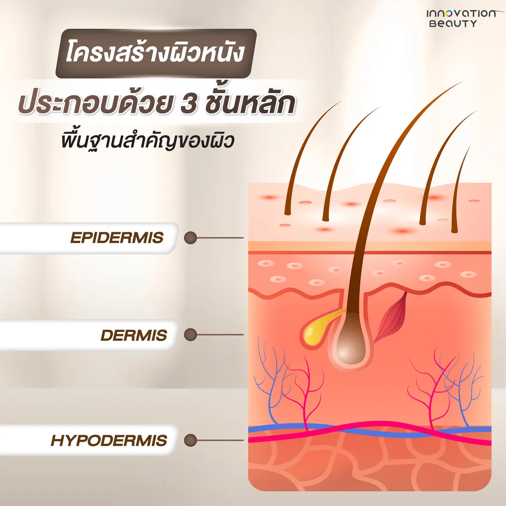 ผิวหนังคืออะไร?