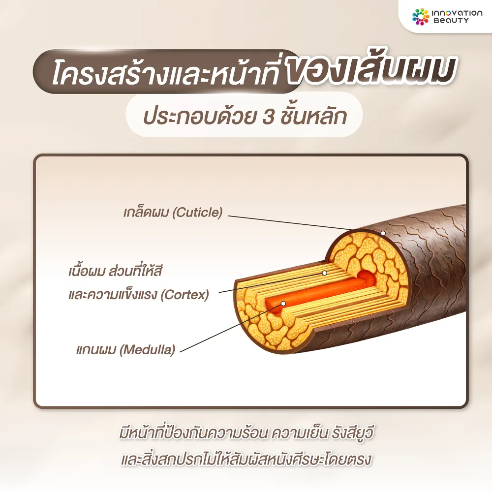 โครงสร้างและหน้าที่ของเส้นผม