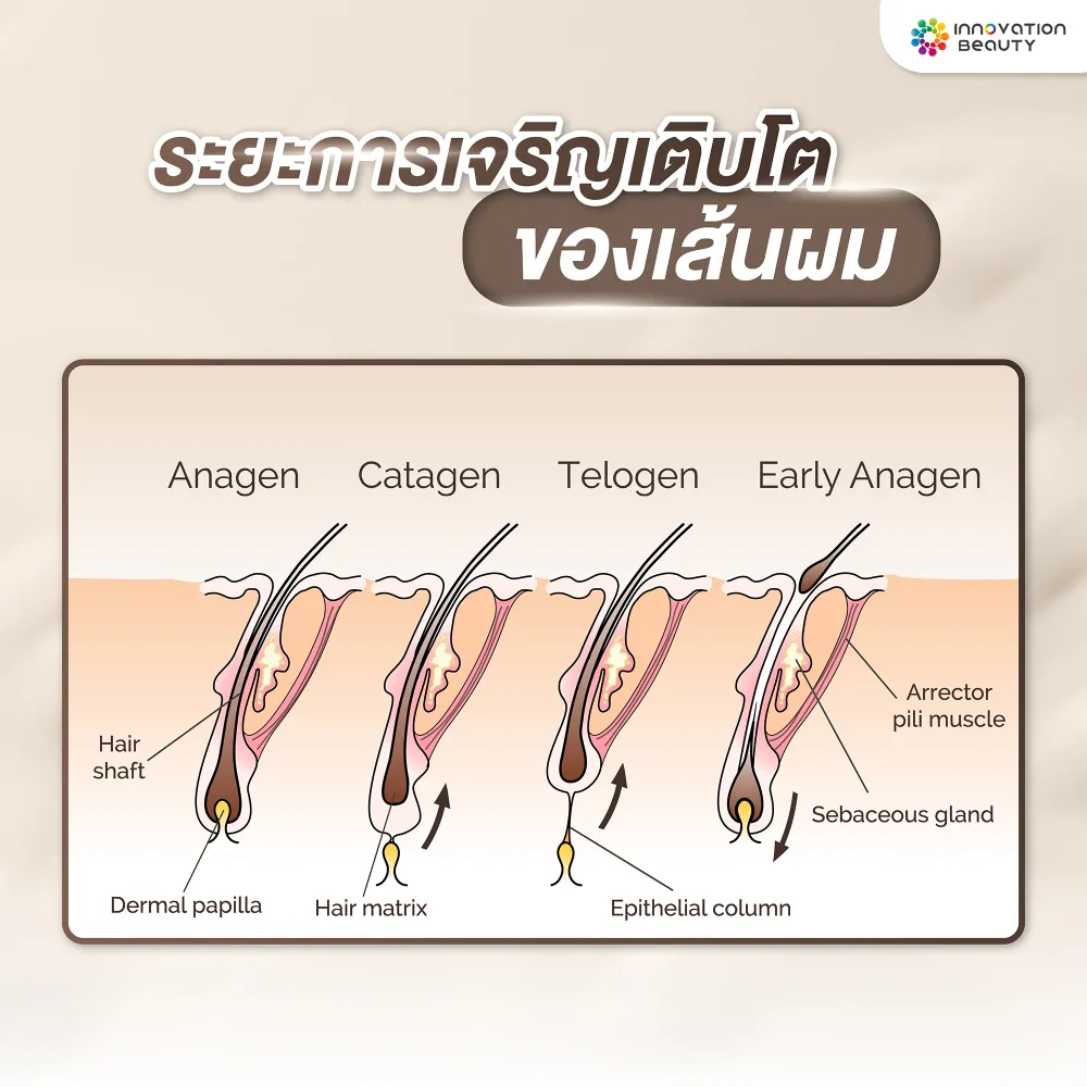 ระยะการเจริญเติบโตของเส้นผม