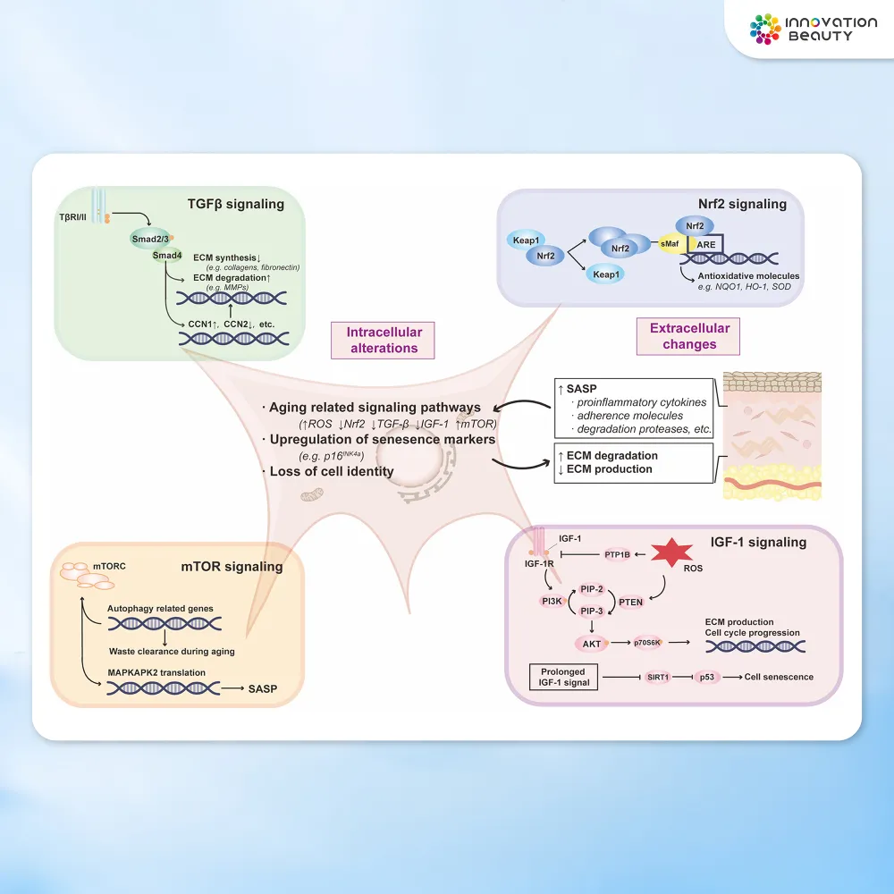 ความสัมพันธ์ระหว่าง Fibroblast กับโครงสร้างผิวชั้น Dermis
