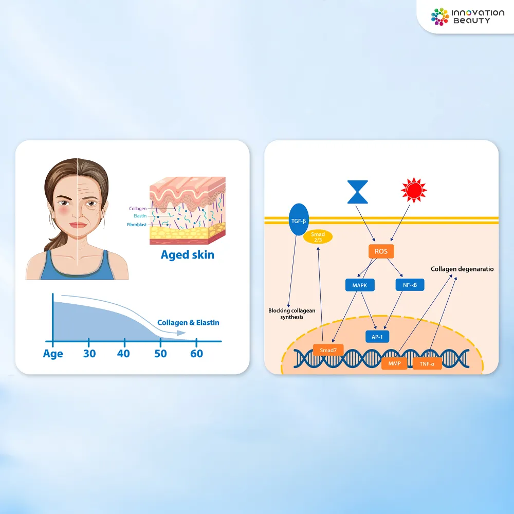 เมื่ออายุเพิ่มขึ้น Fibroblast เปลี่ยนแปลงอย่างไร