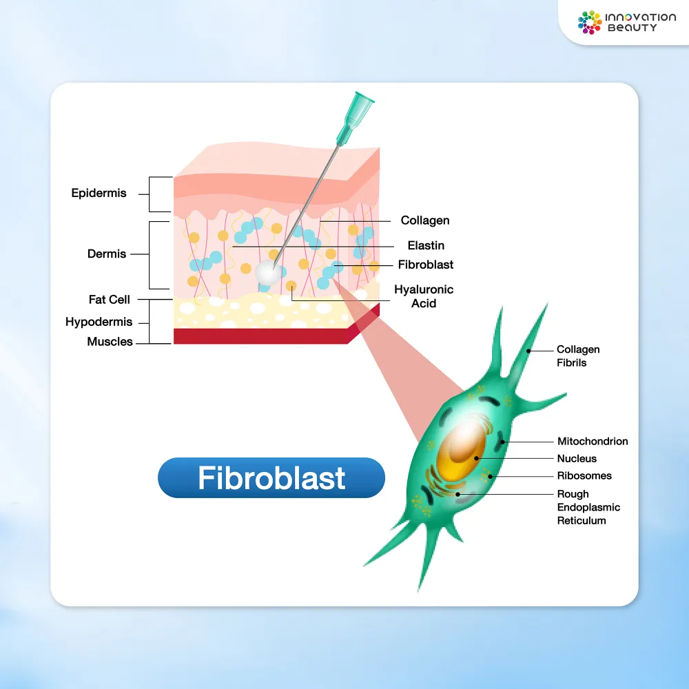 ปัจจัยที่มีผลต่อการทำงานของ Fibroblast และโครงสร้างคอลลาเจนในผิว