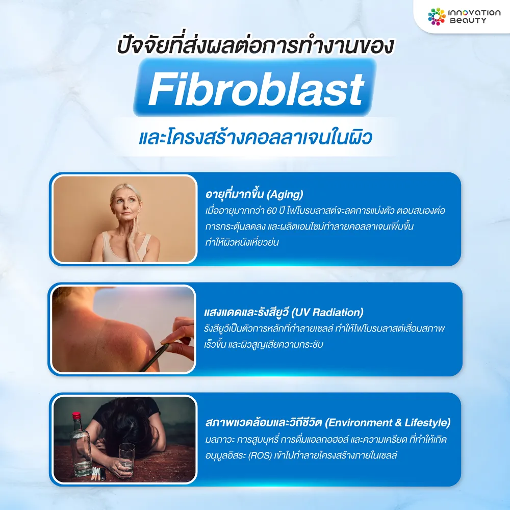 ปัจจัยที่มีผลต่อการทำงานของ Fibroblast และโครงสร้างคอลลาเจนในผิว