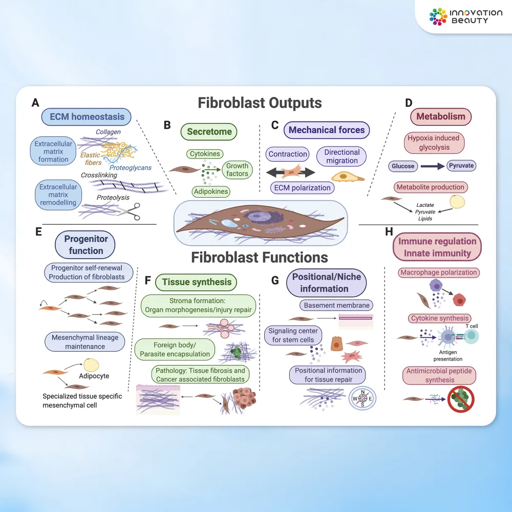 Fibroblast คืออะไร และมีหน้าที่อย่างไรในผิว