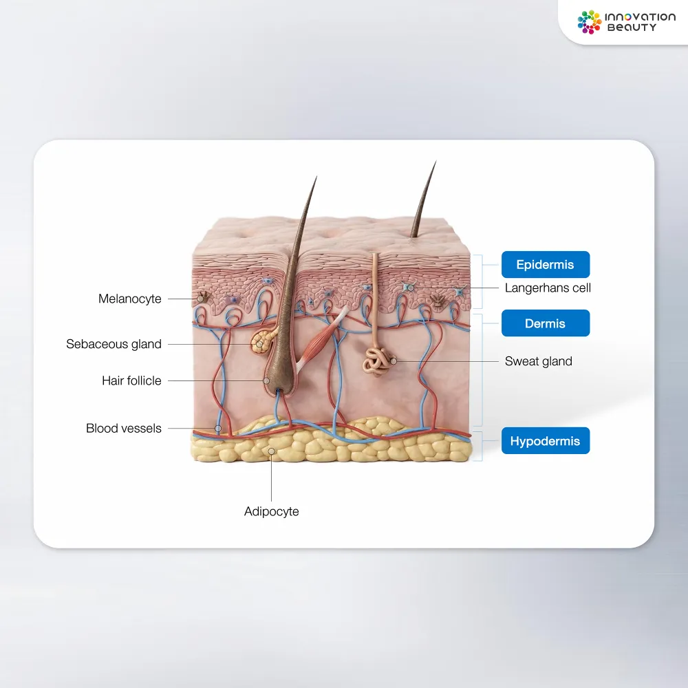 ผิวหนังชั้นหนังแท้ (Dermis Layer)