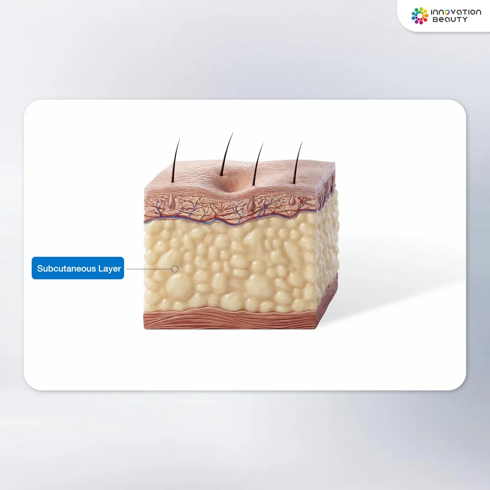 3. ผิวหนังชั้นไขมันใต้ผิวหนัง (Hypodermis or Subcutaneous Tissue (Fat) Layer)