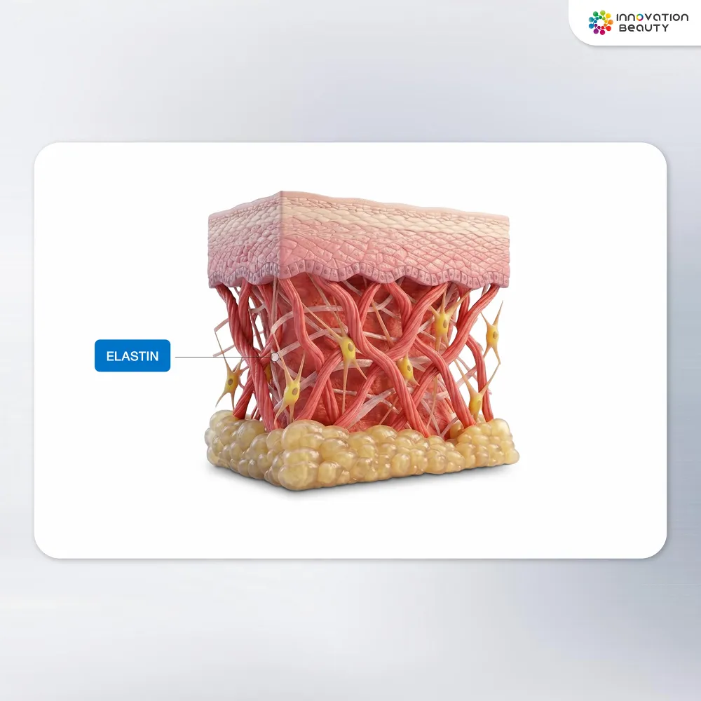 Elastin คืออะไร? และมีหน้าที่อย่างไรในผิว