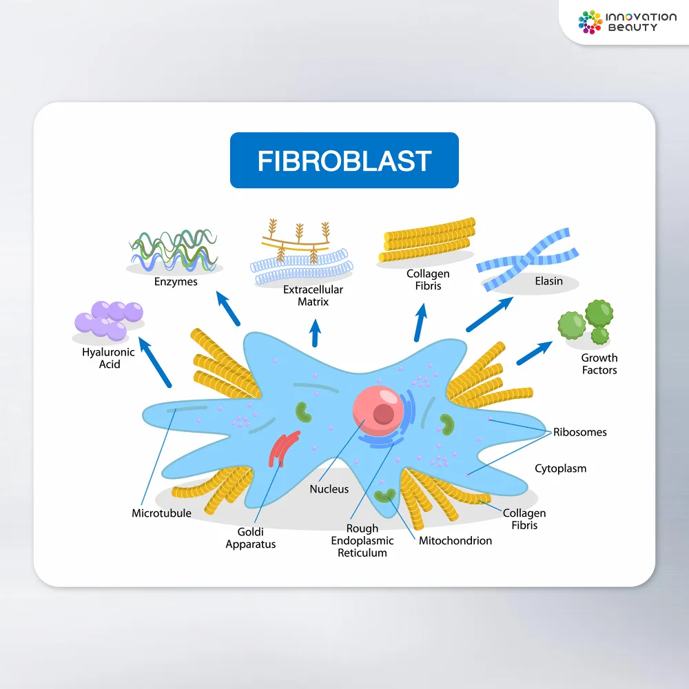 Fibroblast มีบทบาทต่อการสร้าง Elastin อย่างไร